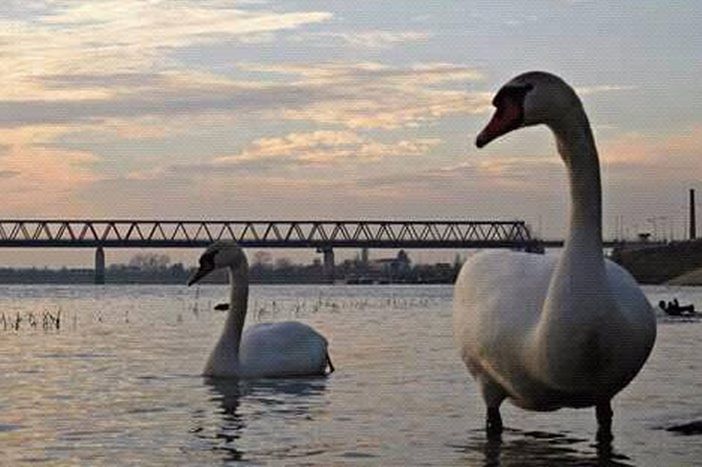 Slavonski Brod na meteo udaru: Žuti alarm zbog olujnih vjetrova